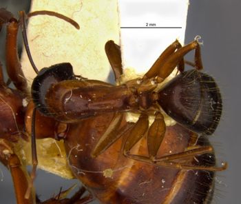 Media type: image;   Entomology 21454 Aspect: habitus dorsal view